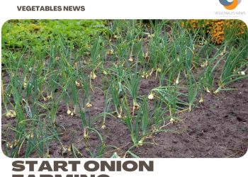 How To Start Onion Farming, Questions, Answers