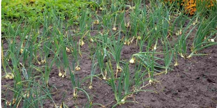 How To Start Onion Farming, Questions, Answers