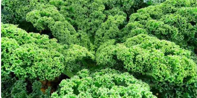 Growing Organic Kale – Tips, Ideas, Secrets