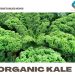 Growing Organic Kale – Tips, Ideas, Secrets