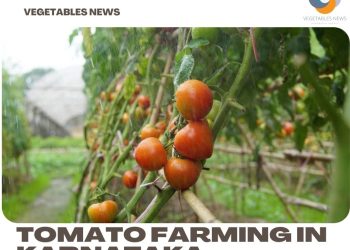 Tomato Farming In Karnataka, Areas, Seasons, Yield