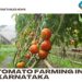 Tomato Farming In Karnataka, Areas, Seasons, Yield