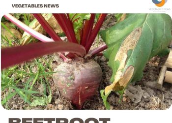 Growing Organic Beetroot – Planting, Tips, Ideas