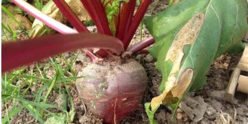 Growing Organic Beetroot – Planting, Tips, Ideas