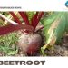 Growing Organic Beetroot – Planting, Tips, Ideas