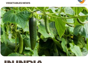 Growing Vegetables In Summer – In India