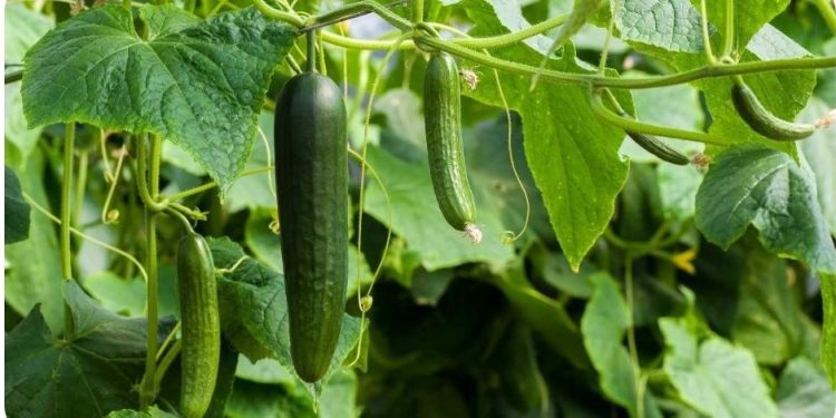 Growing Vegetables In Summer – In India