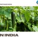 Growing Vegetables In Summer – In India