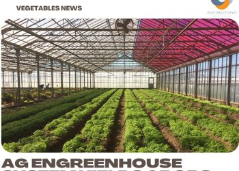 Greenhouse system yields crops, electricity
