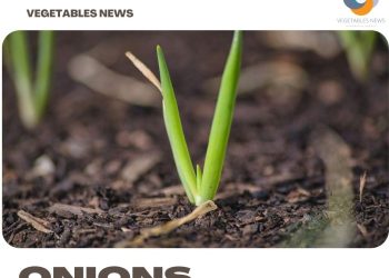 Growing Spring Onions – Farming Tips, Ideas, Secrets