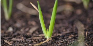 Growing Spring Onions – Farming Tips, Ideas, Secrets