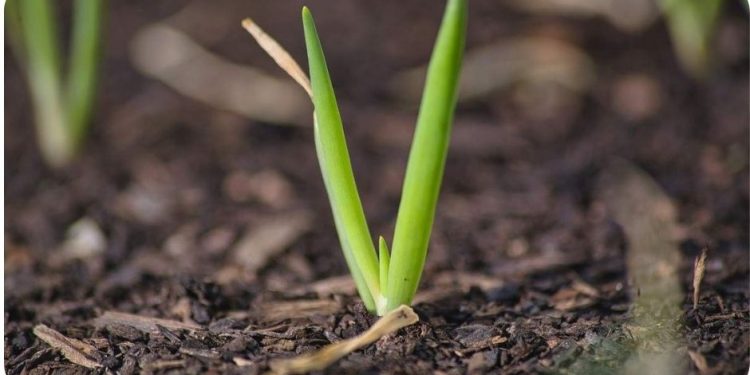 Growing Spring Onions – Farming Tips, Ideas, Secrets