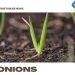 Growing Spring Onions – Farming Tips, Ideas, Secrets
