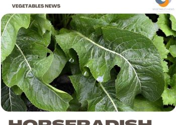 Horseradish Farming – Cultivation In India