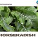Horseradish Farming – Cultivation In India