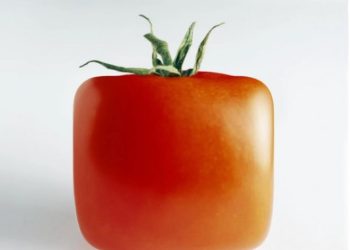 Belgian company plans to release small square tomatoes
