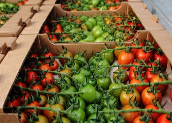 AS OF MAY 27, GREENHOUSES OF CHUVASHIA HAVE HARVESTED 13.2 THOUSAND TONS OF VEGETABLES