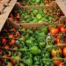 AS OF MAY 27, GREENHOUSES OF CHUVASHIA HAVE HARVESTED 13.2 THOUSAND TONS OF VEGETABLES