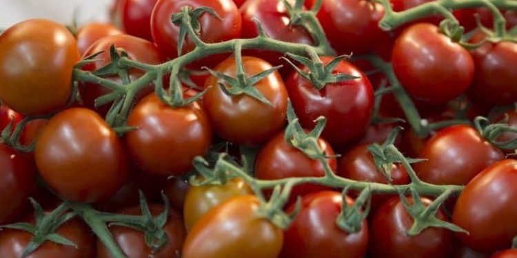 There will be more local vegetables in Stavropol stores
