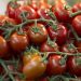 There will be more local vegetables in Stavropol stores