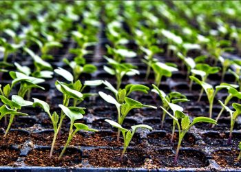 Night frosts destroyed plantings of early vegetables near Volgograd