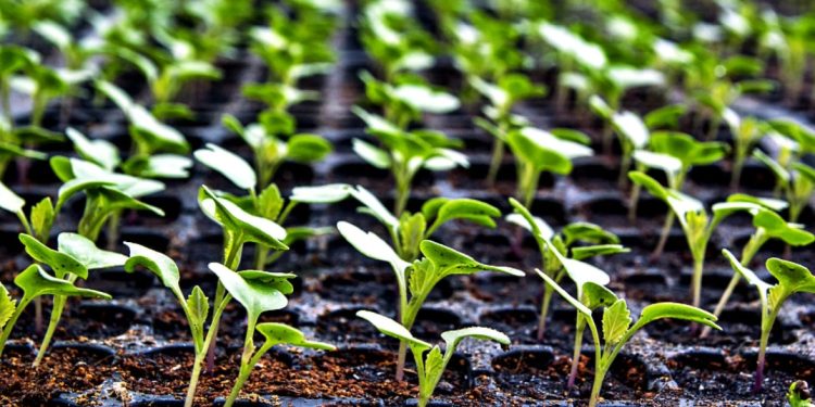 Night frosts destroyed plantings of early vegetables near Volgograd