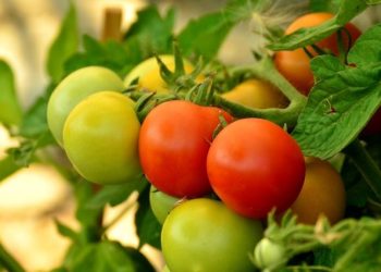 Krasnoselkup vegetable farm will plant tomatoes for the first time
