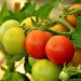Krasnoselkup vegetable farm will plant tomatoes for the first time