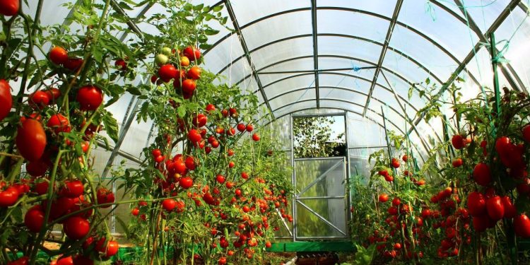 #We are working. Agricultural firm in Krasnoselkup started growing tomatoes
