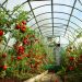 #We are working. Agricultural firm in Krasnoselkup started growing tomatoes