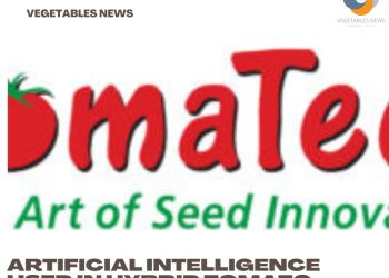Artificial intelligence used in hybrid tomato breeding