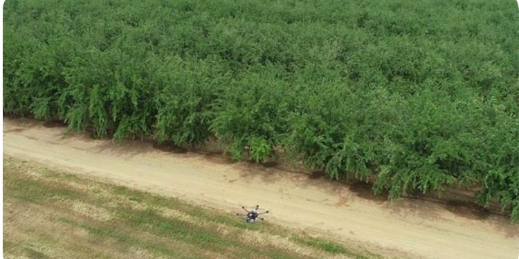 Automated systems pursued for labor-intensive specialty crops