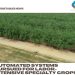 Automated systems pursued for labor-intensive specialty crops