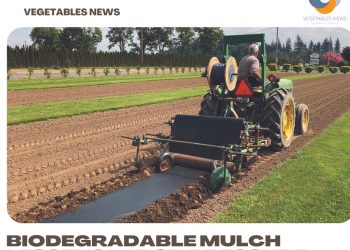Biodegradable mulch lessens labor pressure