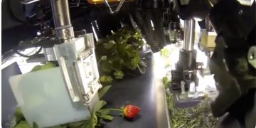Grant supports Harvest CROO Robotics’ strawberry picker