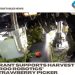 Grant supports Harvest CROO Robotics’ strawberry picker