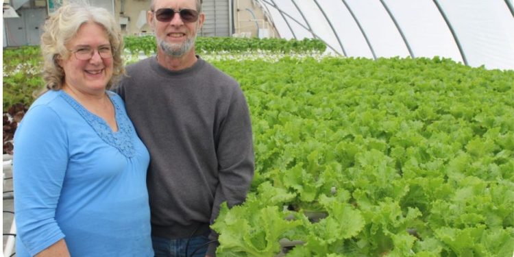 Hydroponic vegetable growing works in Ohio