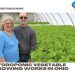 Hydroponic vegetable growing works in Ohio