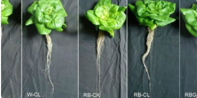 LED treatments enhance lettuce phtyochemicals