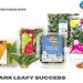 Dark Leafy Success