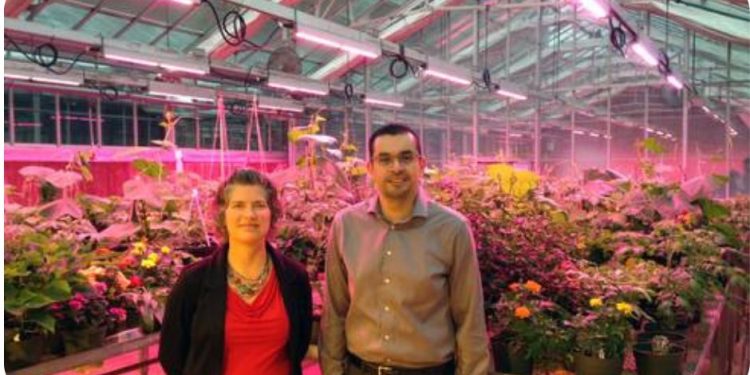 MSU greenhouse installs LED supplemental lighting