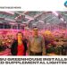 MSU greenhouse installs LED supplemental lighting