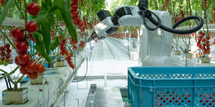 Multifunctional robot for tomato harvesting introduced