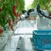 Multifunctional robot for tomato harvesting introduced