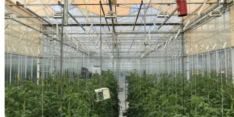 NASA awards UbiQD pact for ‘Enhanced Crop Yield for Space Missions’