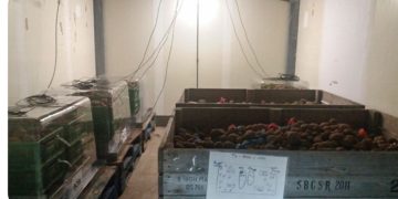 P-Pod system could advance storage monitoring of potatoes