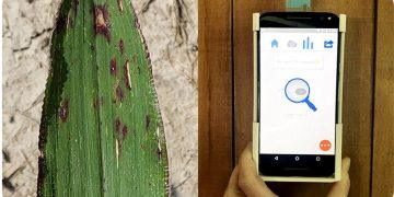 Purdue Ag-Celerator fund invests $200,000 in two startup companies