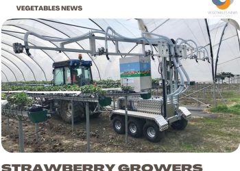 Strawberry growers welcome benefits of new biocontrols applicator