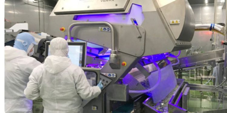 Key Technology ‘s VERYX sorters for fresh-cut leafy greens