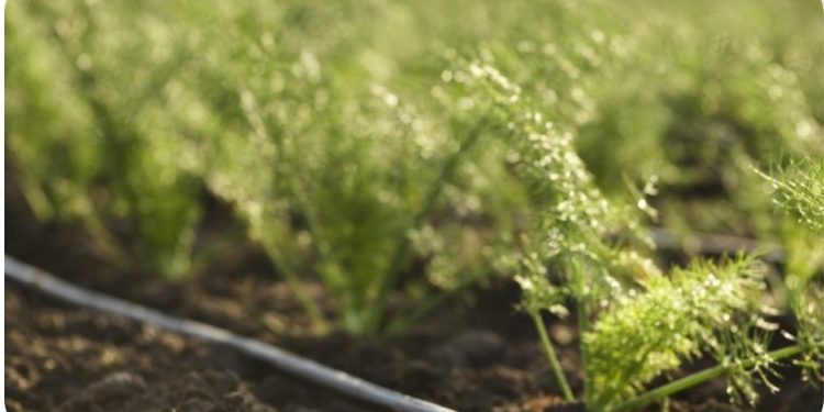 Toro innovates its Aqua-Traxx drip tape